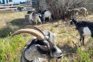 Biodiversité : expérimentation de l’éco-pâturage, mise en place d’écuroduc...
